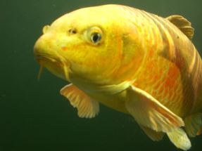 fischdoktor.de